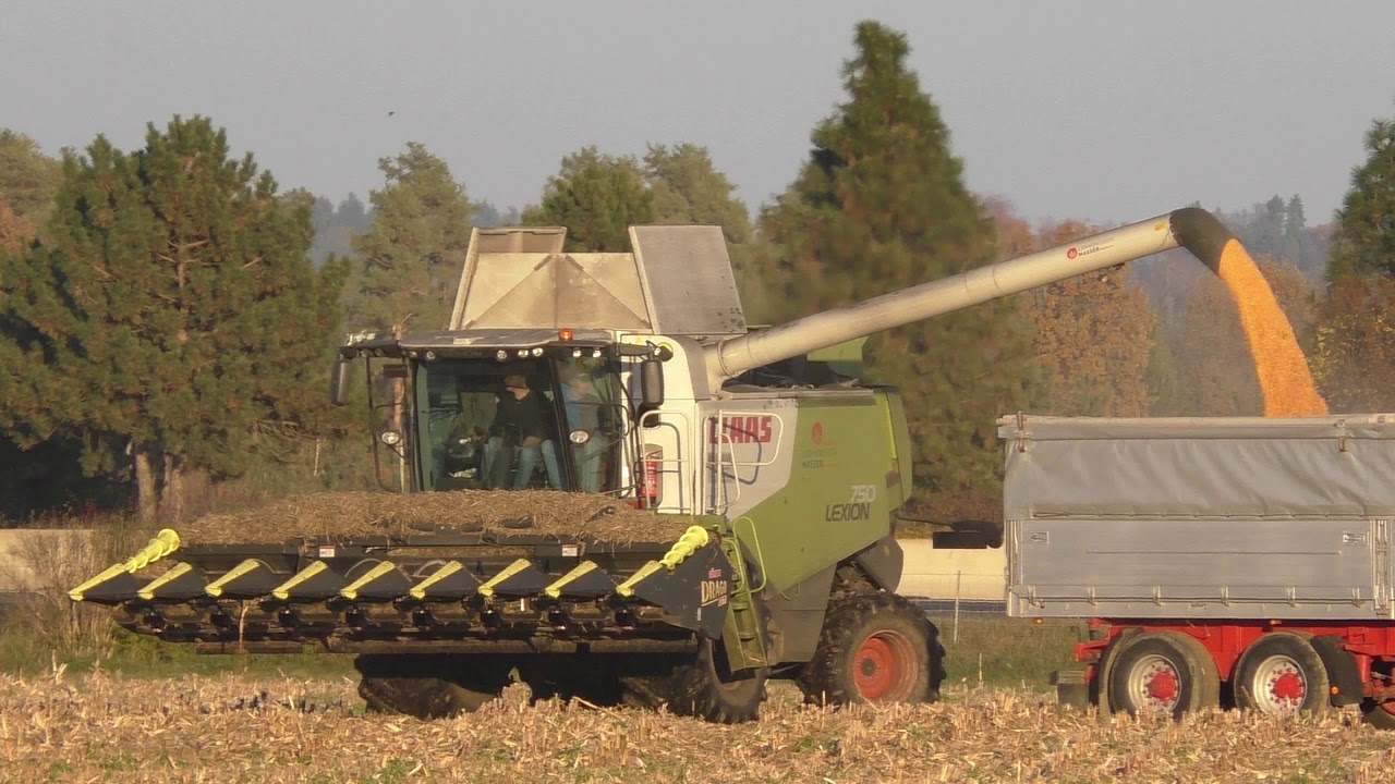 Mais Ernte 2019  Worz Dreschen mit Claas Lexion 750 und  8 Reihigen Maisplücker
