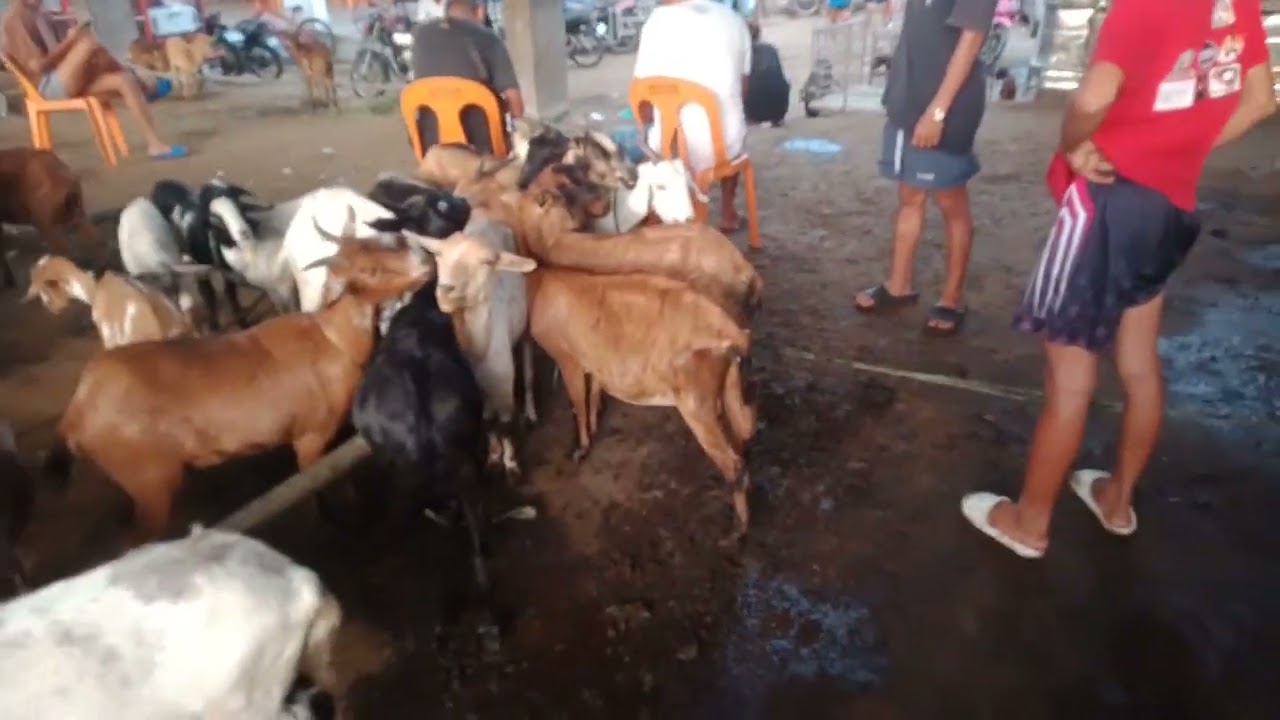Sitwasyon ng kambingan.(June 27,2025) #livestock #viralvideo #goat #boergoats #kambing