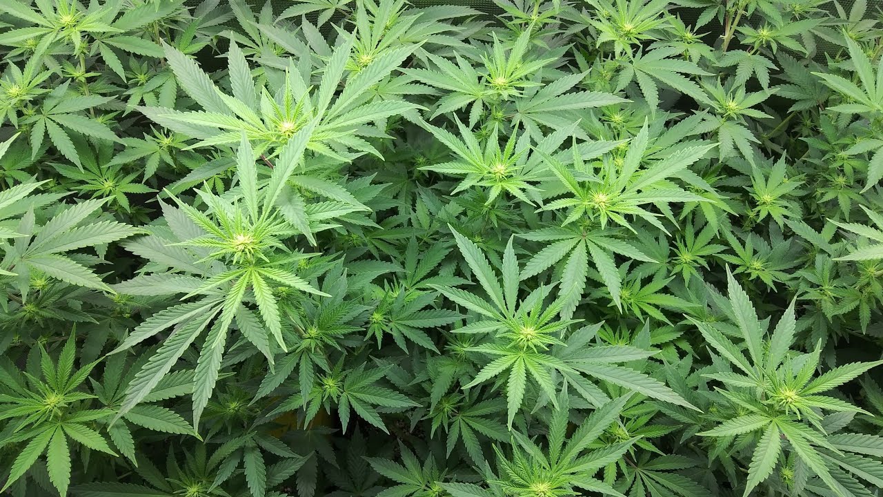 Week 2 of Flower, Witches Fruit, Mars Hydro SP250 & TS1000
