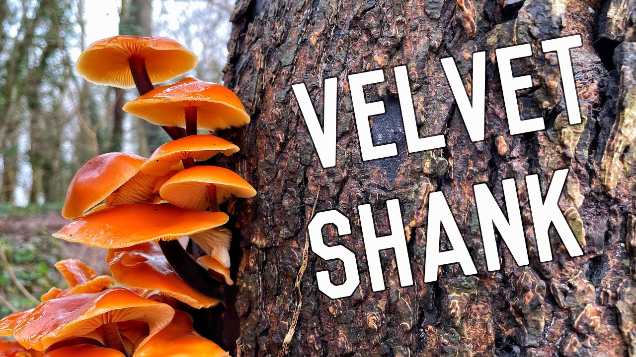 Определение фламмунлины велютипес (Flammunlina velutipes). Зимний сбор грибов.