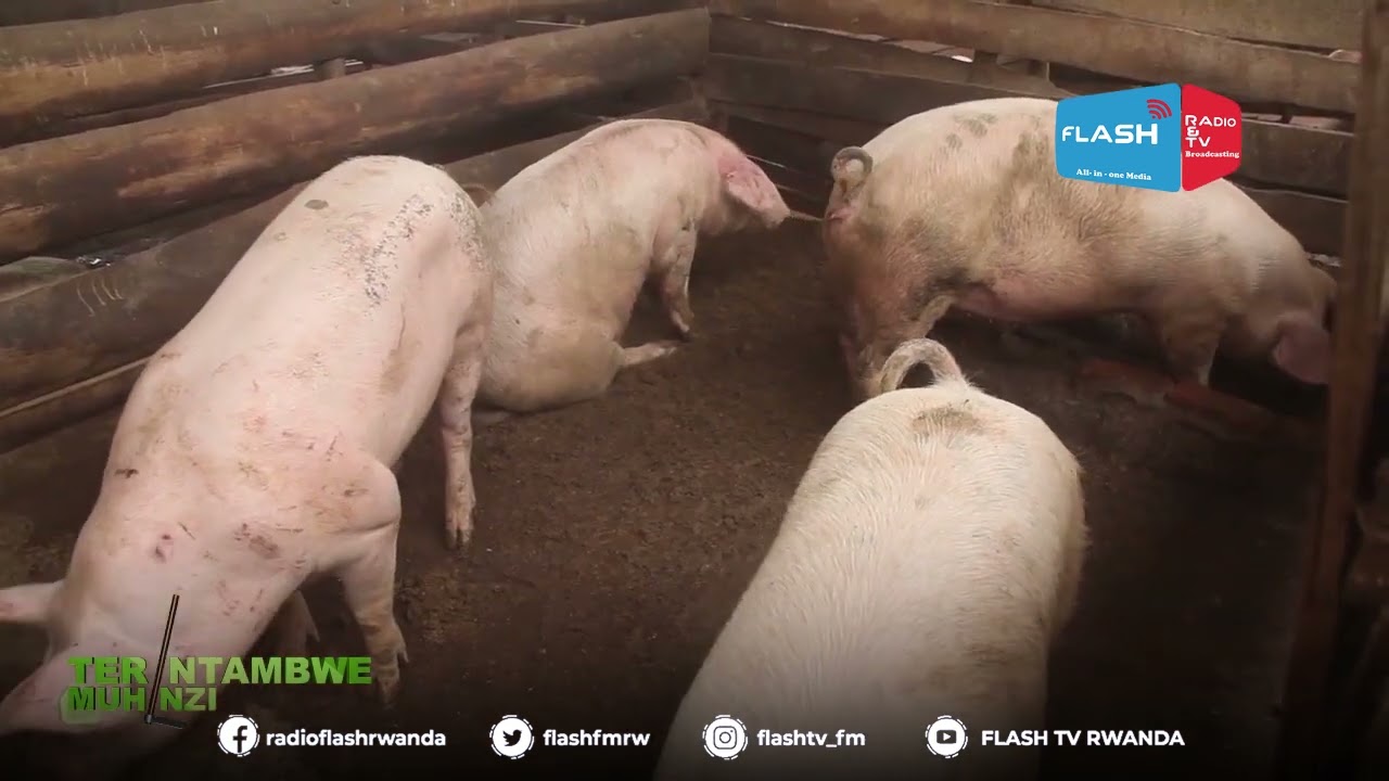 IMPUNGENGE ZIRI HEJURU MU BOROZI B'INGURUBE BASABA NKUNGANIRE NGO BIGONDERE IKIGUZI CY'IBIRYO BYAZO