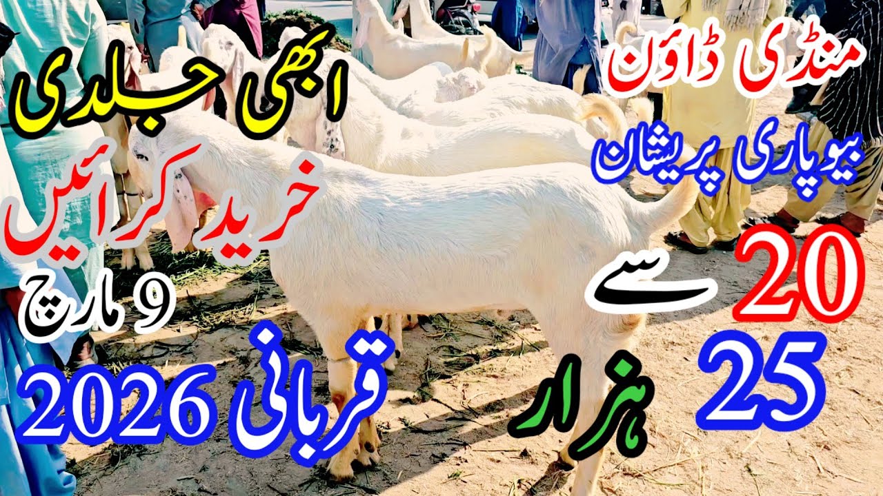 سوموار محمدپور بکرا منڈی  20 سے 25 ہزار کم قیمت میں زبردست راجن پوری گلابی بکرے | قربانی 2026