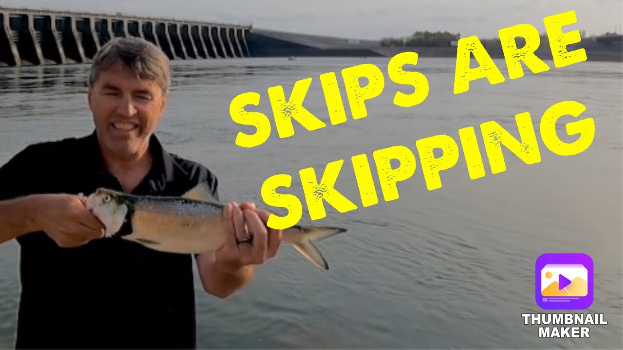 Kentucky and Barkley Dam Skipjack Report 4-12