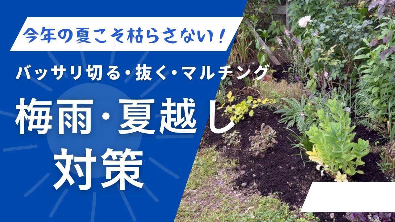 《真夏までにやる！お庭リセット》梅雨越し・夏越し対策／夏に宿根草が枯れる前にやっておくこと／夏越しできる庭作り／グランドカバー切り戻すなら今！梅雨前に切りまくり／夏こそマルチング