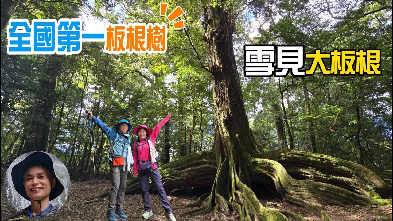 全國第一大板根樹，雪見大板根，親眼目睹大板根爺爺，讓人感動到掉眼淚，平緩好走五星級的步道，司馬限林道，冬季水氣足時可看見群山覆雪的美景。