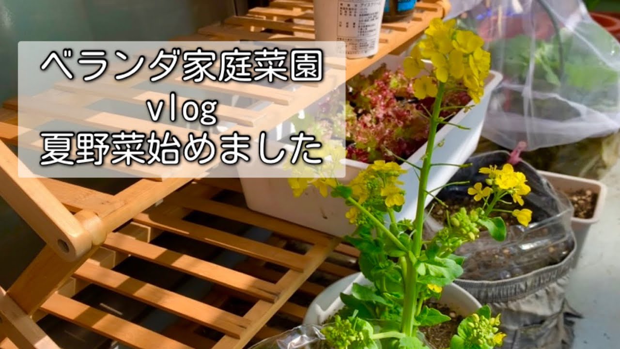 3月5日ベランダで夏野菜作り始めました！#ベランダ菜園 #家庭菜園 #野菜作り 