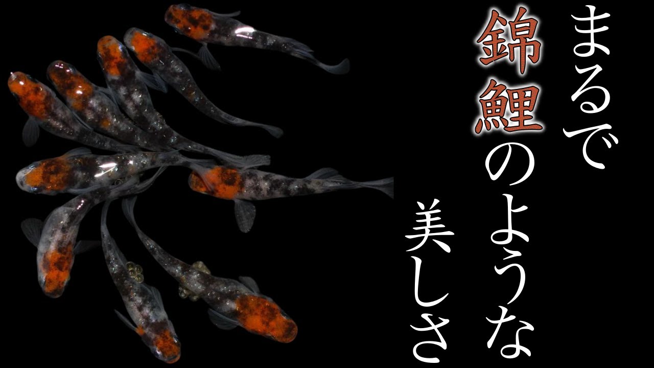 【超人気品種】沢山のメダカ愛好家からずっと愛されているめだかが届きました！