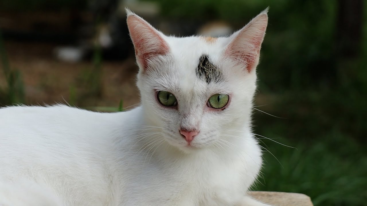 The cats are doing well