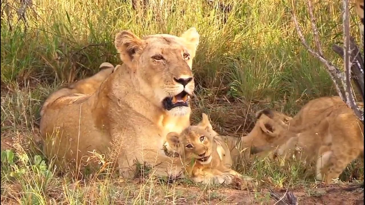 Little adorable cub's with mother lioness 