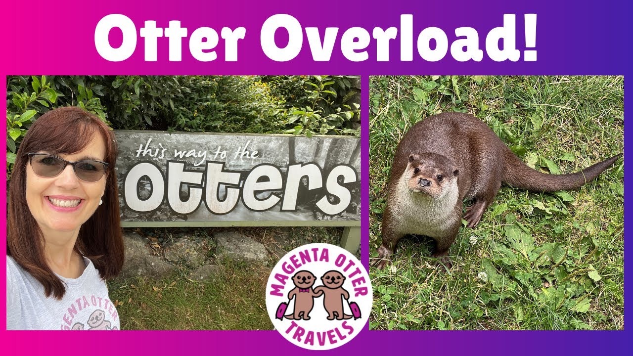 Cute Otters!  American visits Otter Sanctuary in Devon