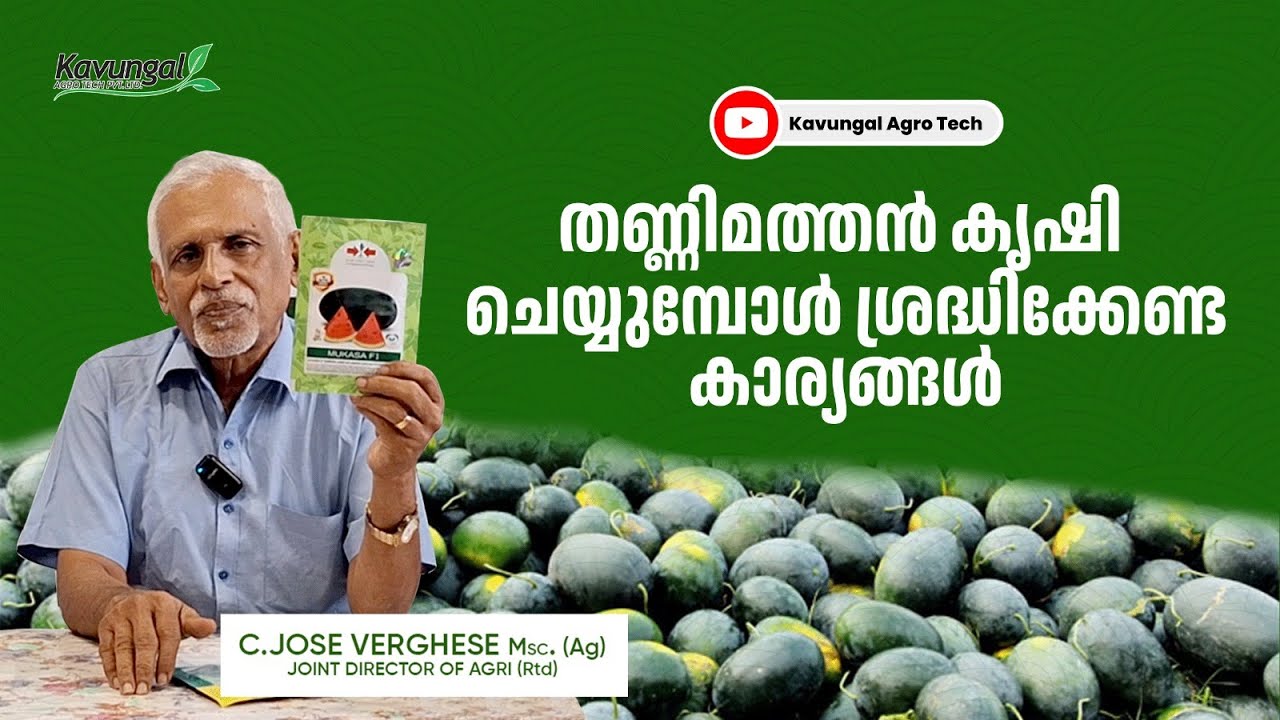 തണ്ണിമത്തൻ കൃഷി ശ്രദ്ധിക്കേണ്ട കാര്യങ്ങൾ part-1 (watermelon cultivation)