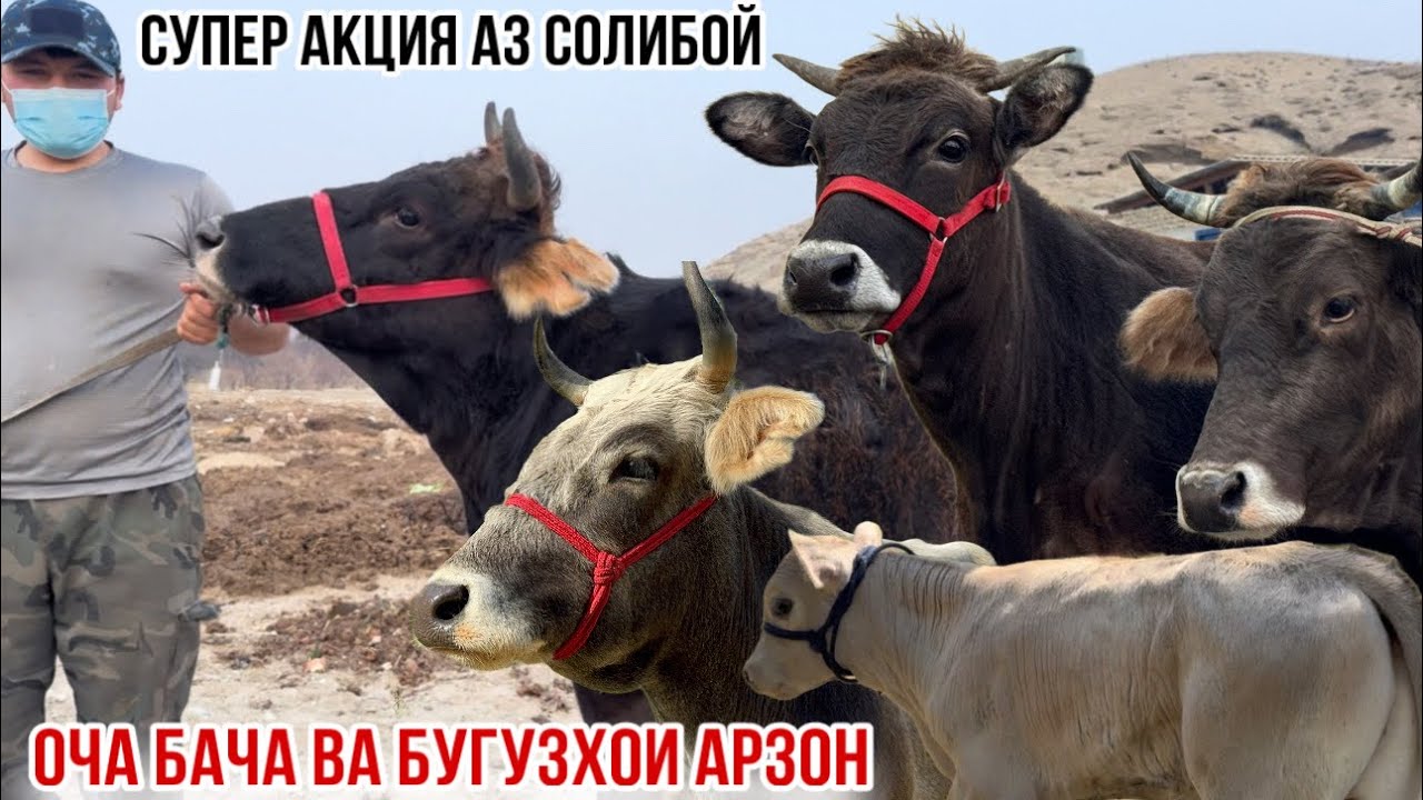 АКЦИЯ КАЛОН АЗ СОЛИБОЙ 18 февраля 2026 г.