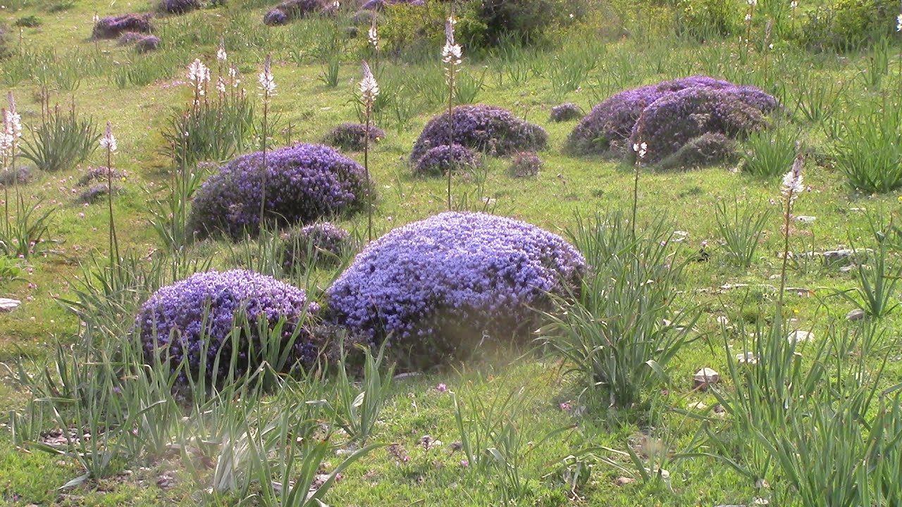 Sierra Magina. Puerto de la Mata. Piornal de Piornos Azules. Piorno Azul. El Medio Natural de Jaén.