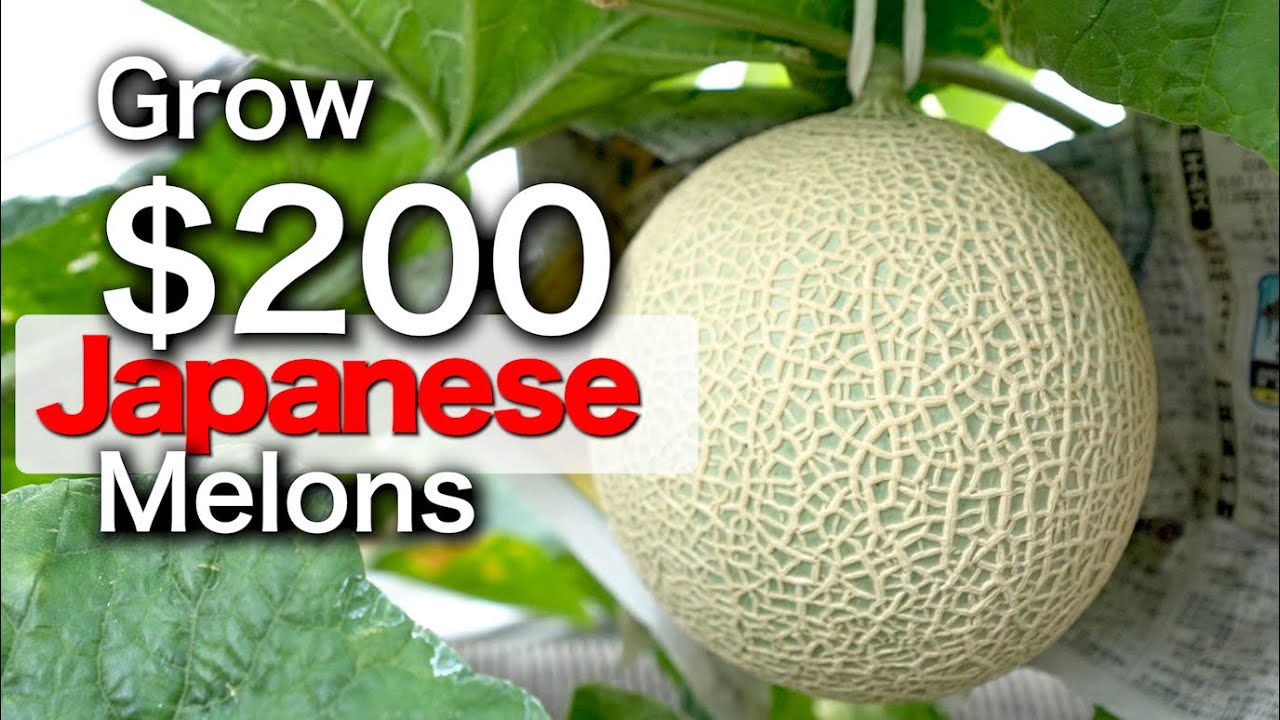 How to grow Japanese Melons | Shizuoka Crown Melon | Seed Grown to Harvest