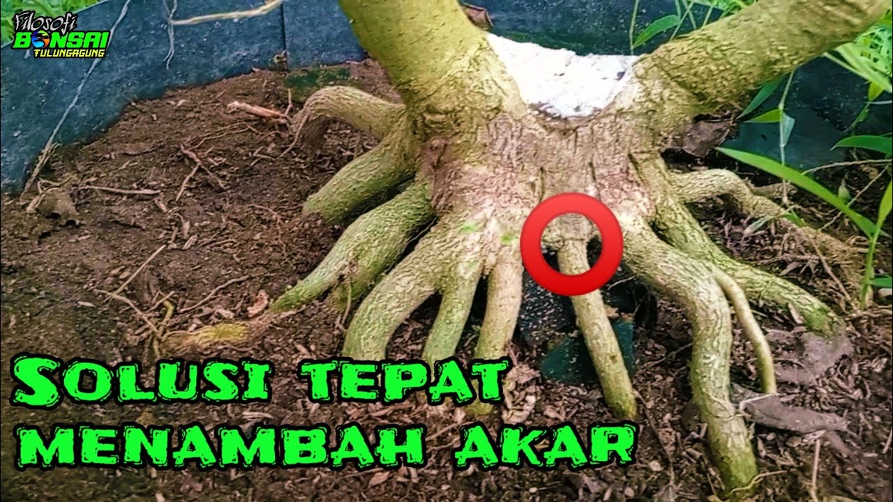 Cara sisip akar bonsai sancang.