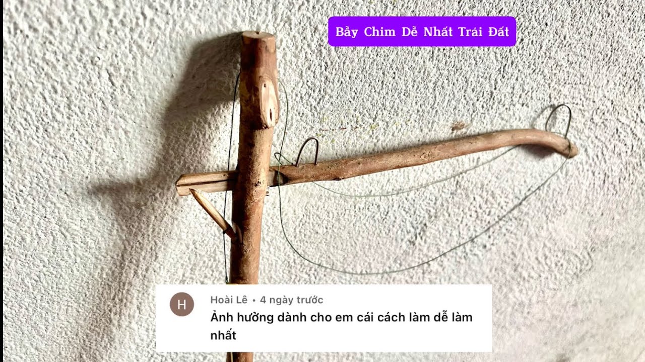 Cách Làm Bẫy Chim Dễ Nhất Trên Trái Đất #birdtrap #baychim
