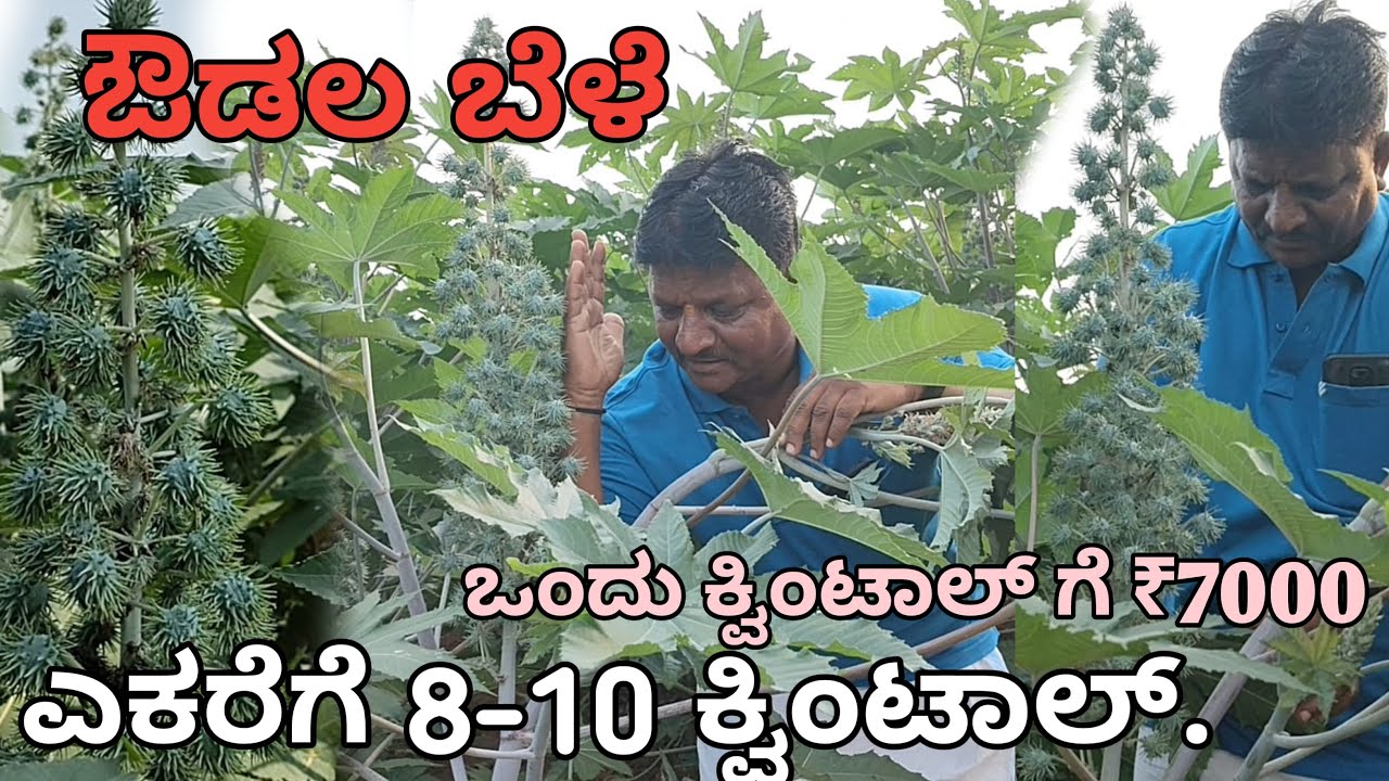 ಔಡಲ ಬೆಳೆ | ಎಕರೆಗೆ ₹70,000  ಉಳಿತಾಯ | ಒಂದು ಕ್ವಿಂಟಾಲ್ ಗೆ ₹7000 | Castor seed farming Kannada