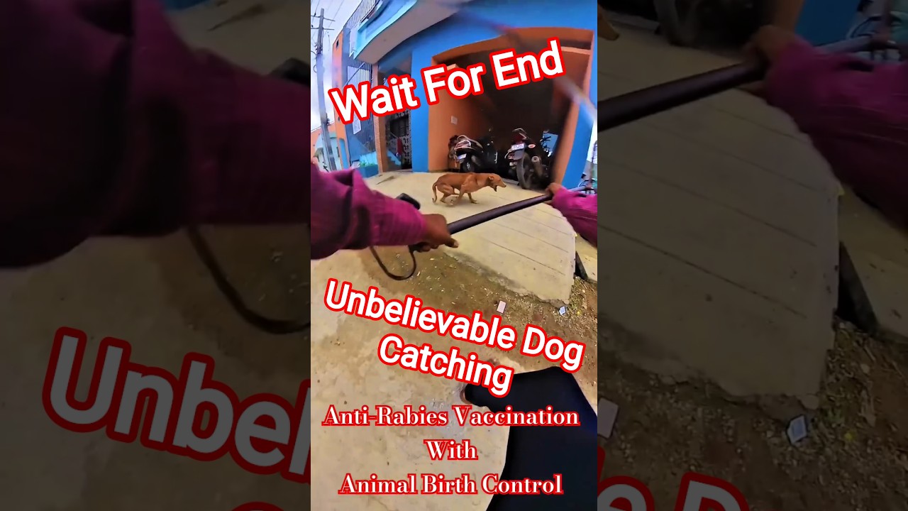 Superman Come Back Dog Catch #dog #mafiadogcatcher #city #ytviral #superman