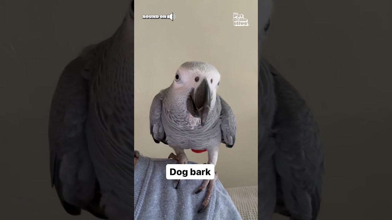 Super Smart Parrot Identifies Sounds