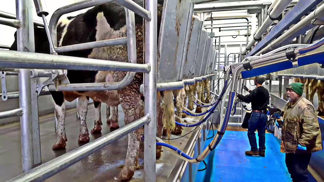 LEO Dairy Systems 2 x10 Parrabone Milking Parlor Stall GT