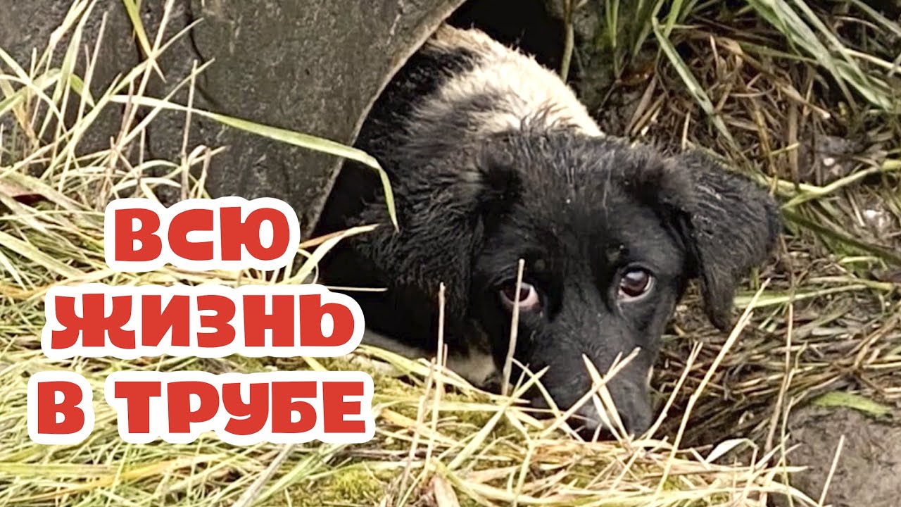 Всю жизнь в сточной трубе. Вытащим щенка или нет...