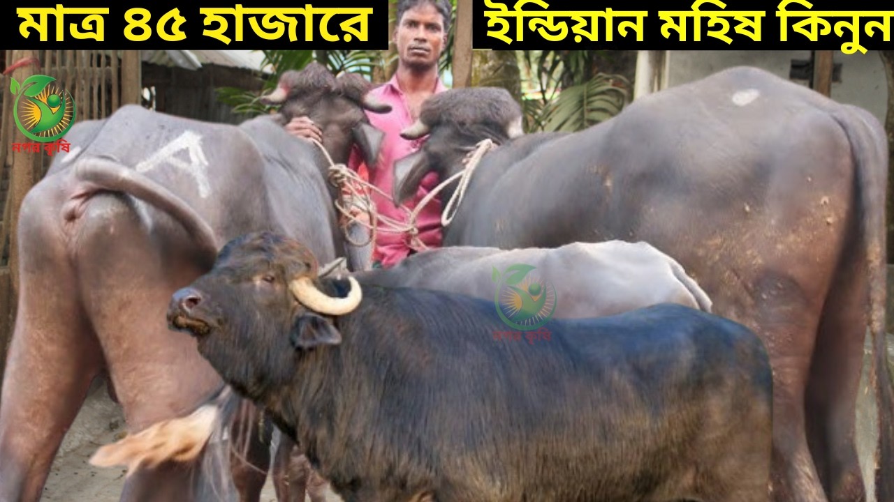 মাত্র ৪৫ হাজারে ইন্ডিয়ান মহিষ কিনুন ! খামার উপযোগী ৬৫ পিচ মুররাহ জাতের মহিষ কিনুন ! krishi tv