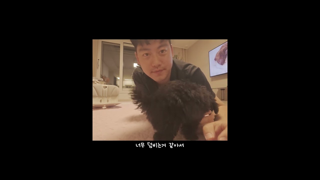 크림이한테 뜯기며 놀아주기