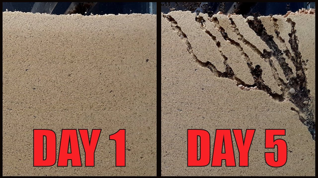 Sand ant farm V2.0 - ants digging tunnels time lapse 4k #greentimelapse #gtl #timelapse