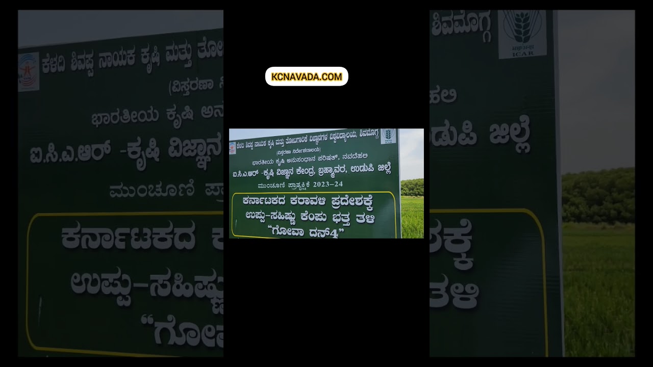 ಹೊಸ ಸಂಶೋಧನೆ; Salt Water ನಲ್ಲೂ ಬೆಳೆಯಬಹುದಾದ ಭತ್ತ(Paddy)! Agriculture Innovation