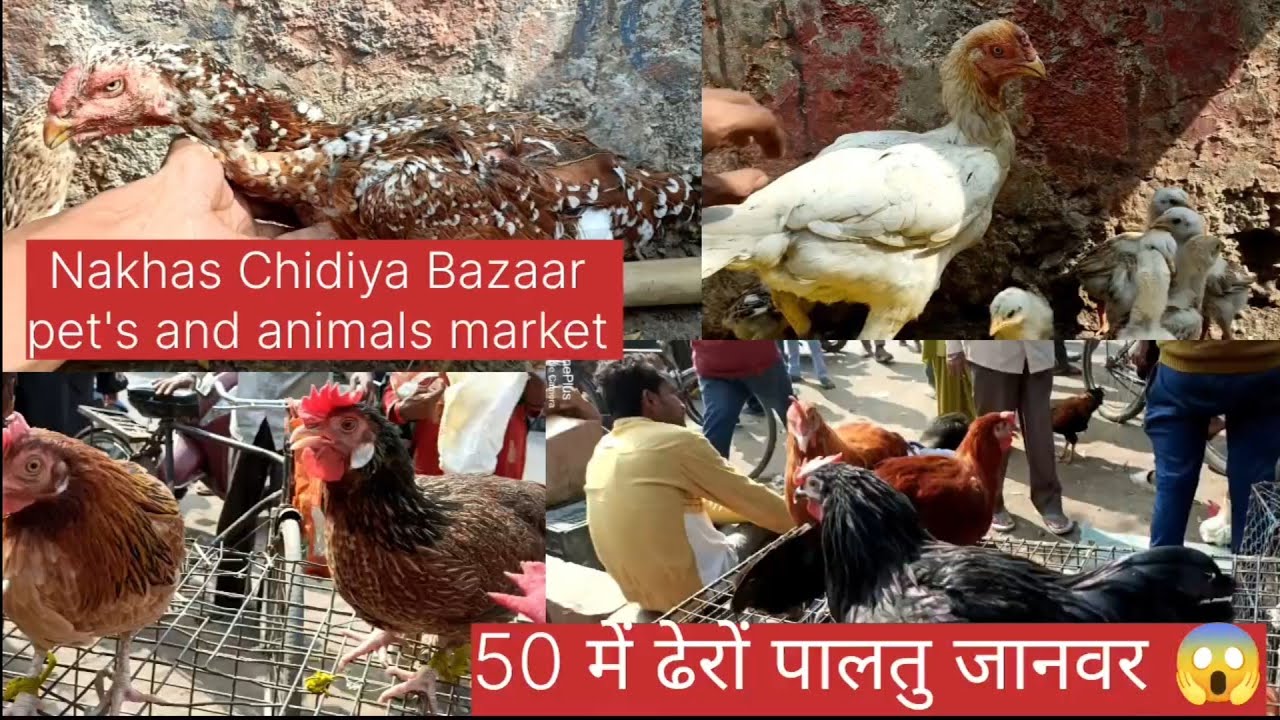 Nakhas Chidiya Bazaar|| pet's and animals market|| nimbu park k samne..😱