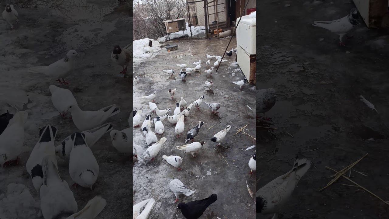голуби axavniner 2021 г.