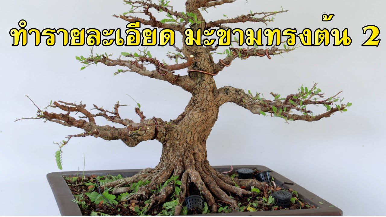 Bonsai Station [Workshop Station] EP.76 ทำรายละเอียดมะขามทรงต้น 2