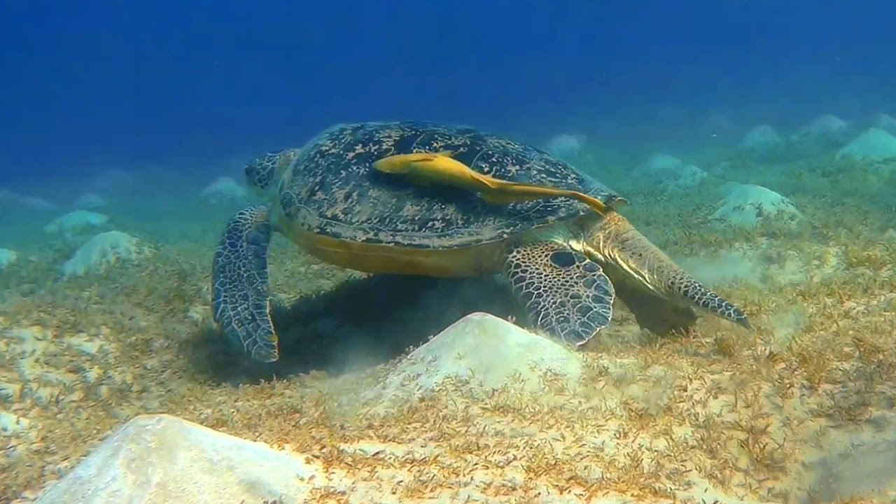 Sea turtles, Abu Dabbab bay, Red sea, Egypt, March 2019