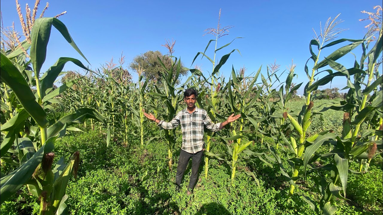 Bhutte 🌽 Todne Aa Gaya Khet Mei 😮