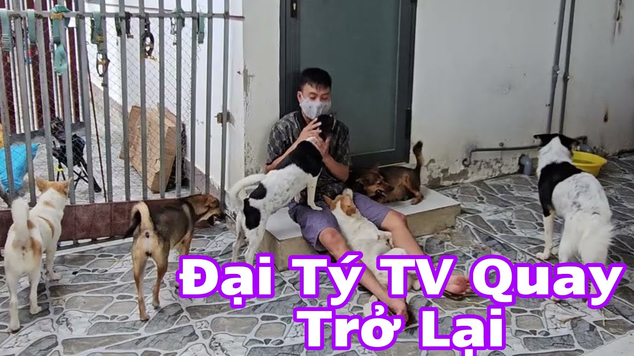 Đại Tý Tv Quay Trở  Lại : Hành Trình Mới Bắt Đầu Cùng 13 Chú Chó