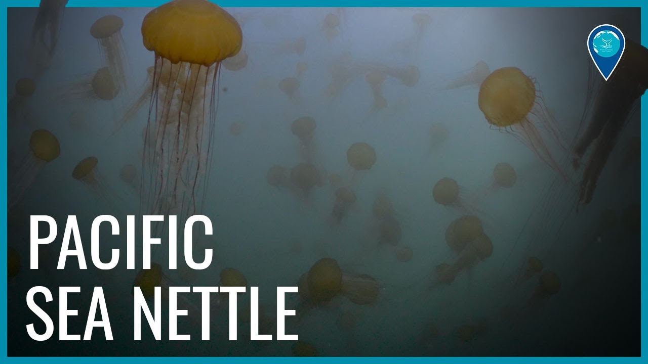 Pacific Sea Nettles of Monterey Bay National Marine Sanctuary