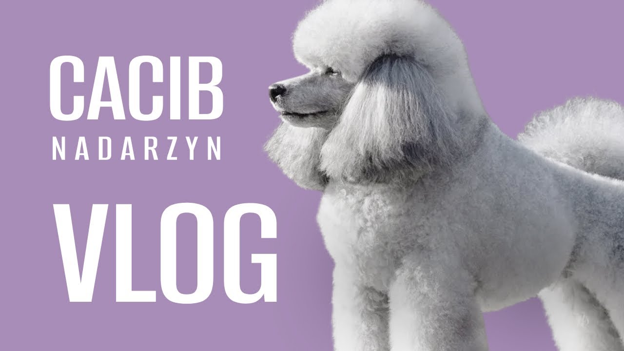 Wystawa psów rasowych - Vlog z CACIB Nadarzyn + grooming backstage