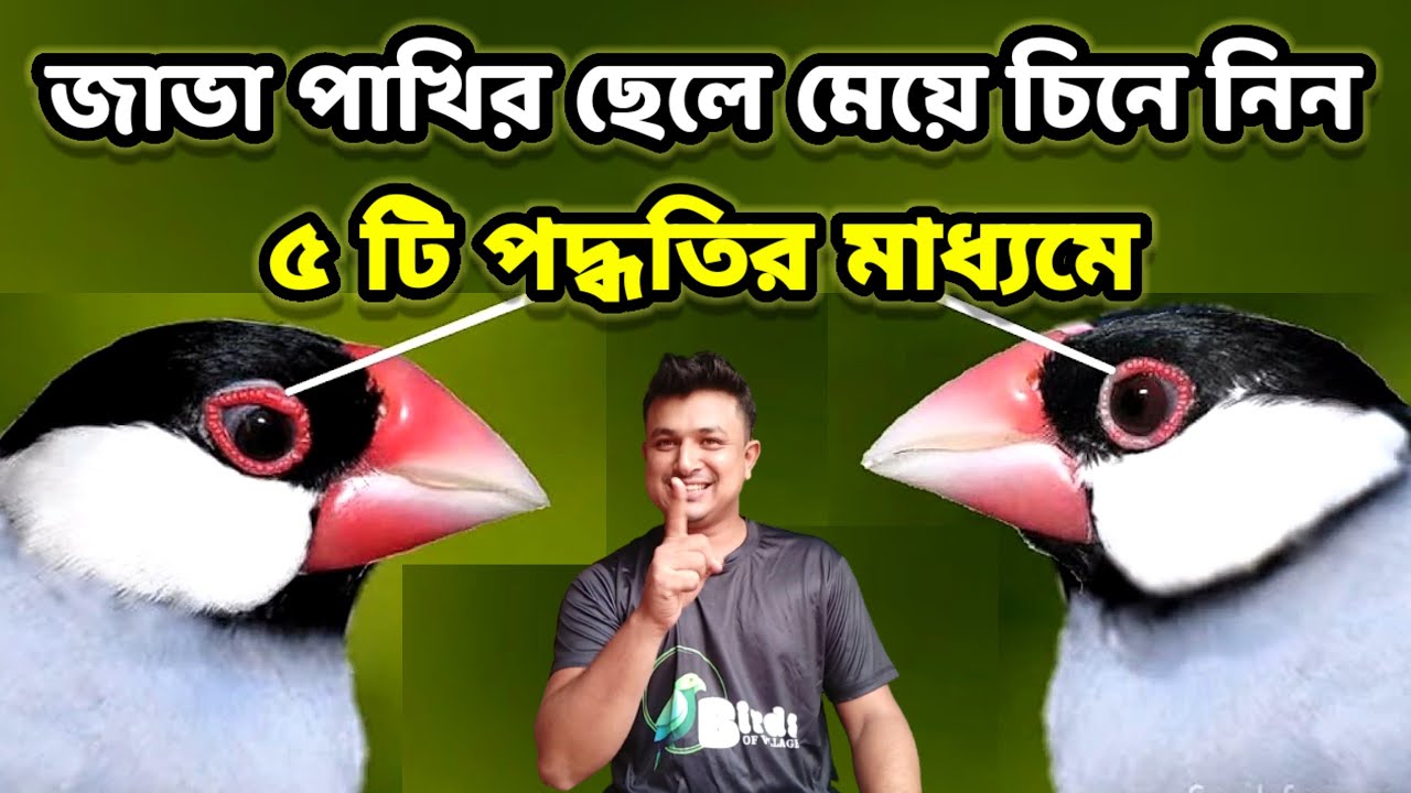জাভা পাখির ছেলে মেয়ে চেনার উপায় || java bird male female identification || Birds of village