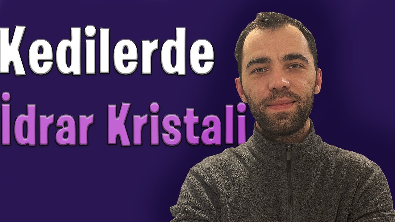Kedilerde İdrar Yolu Rahatsızlıkları Nedir? Neden Görülür? l Medzoa Veteriner Kliniği l İsa AKBULUT