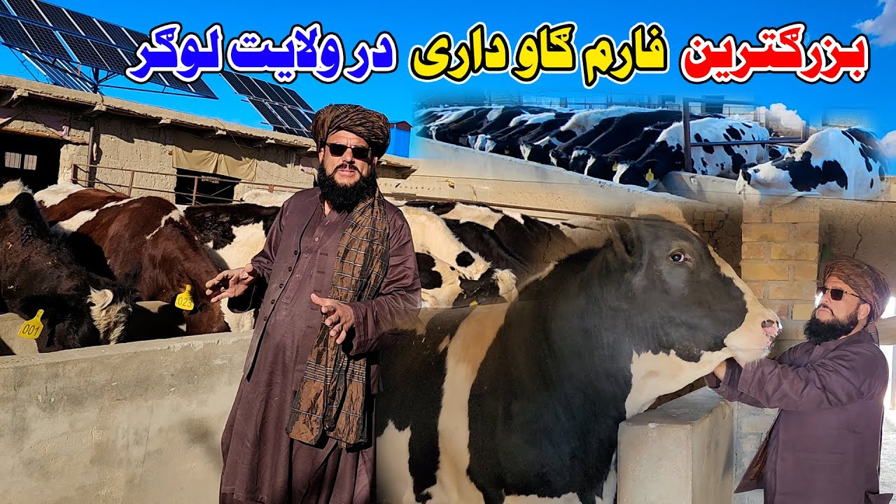 گزارش ویژه از بزرگترین فارم گاو داری ولایت لوگر افغانستان