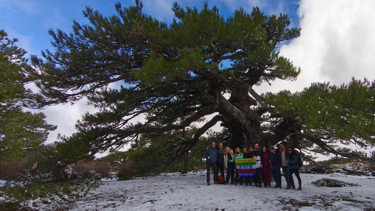 Tejo milenario,pino de la entrega,cuerda calera,loma de cagasebo,cascada de los goterones.
