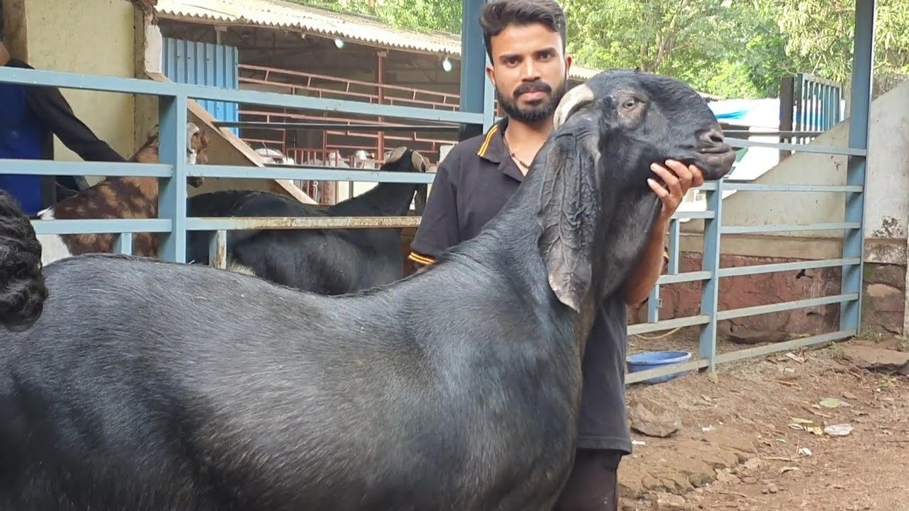 Al Bek Farm Goats Launched In Mumbai | The House Of Biggest Goats India.