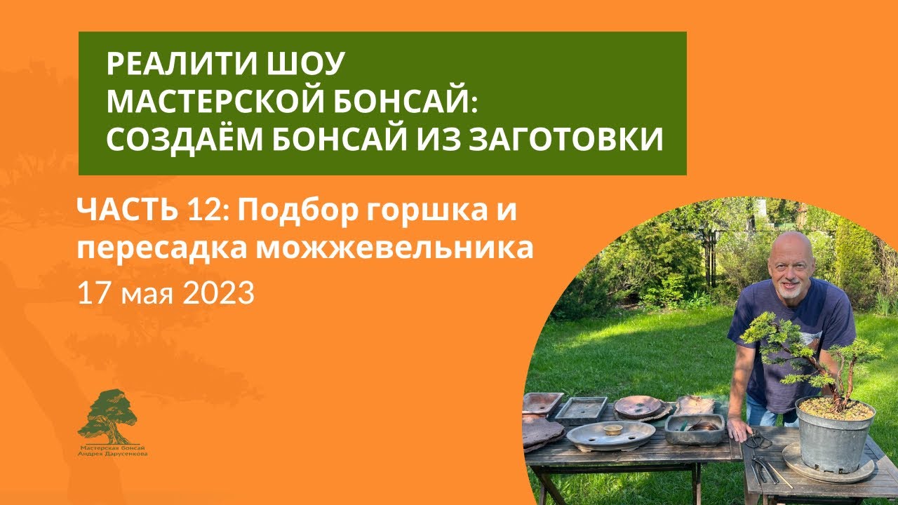 Пересадка можжевельника бонсай. Андрей Дарусенков