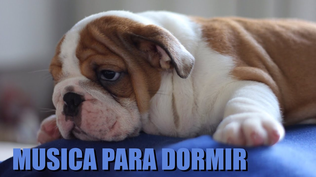 🐶 MÚSICA PARA DORMIR PERROS - BEBES | Puppy Sleeping Music / Cachorros Inquietos BULLDOG