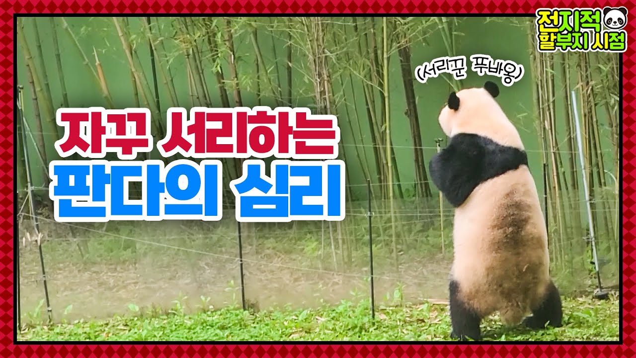 (SUB) Панда-вор крадет побеги бамбука😋│ Мир панд🐼