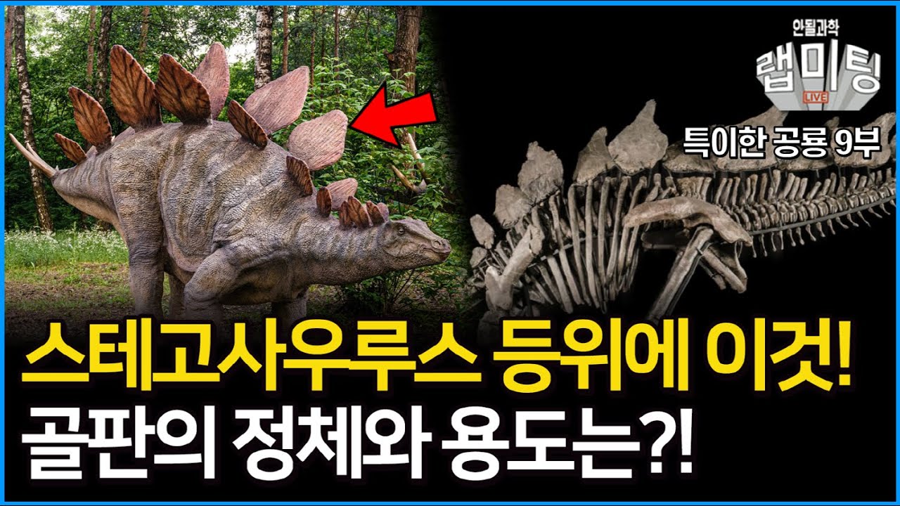스테고사우루스의 등에 난 뿔들은 과연 어떤 역할을 했을까? 검룡류가 가지고 있는 이것의 정체는?! 뭐 이런공룡이 다있어! 9부
