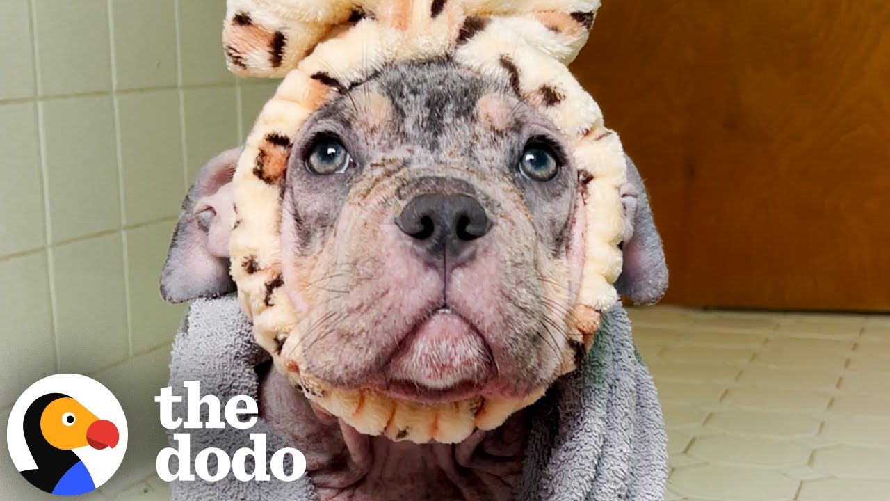 Everyone Thought This Dog Was A Puppy | The Dodo