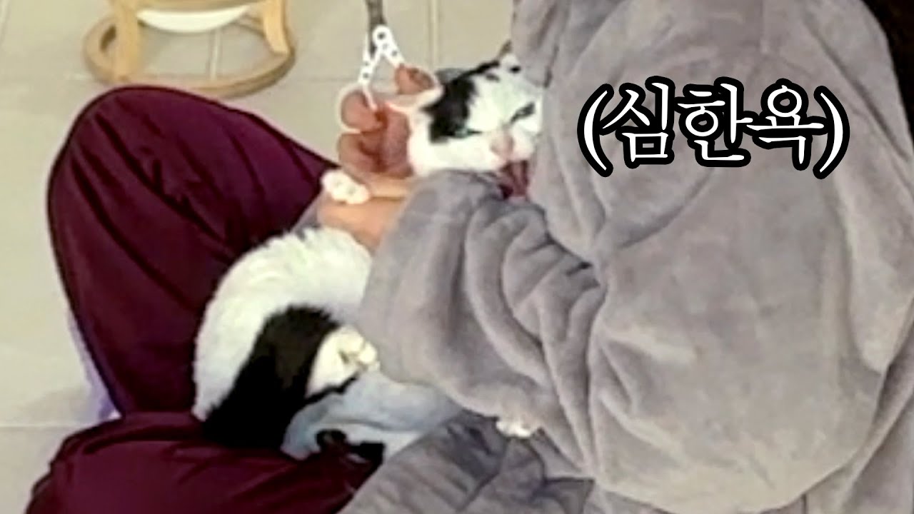 하악질의 총 횟수를 구하시오. [4점]