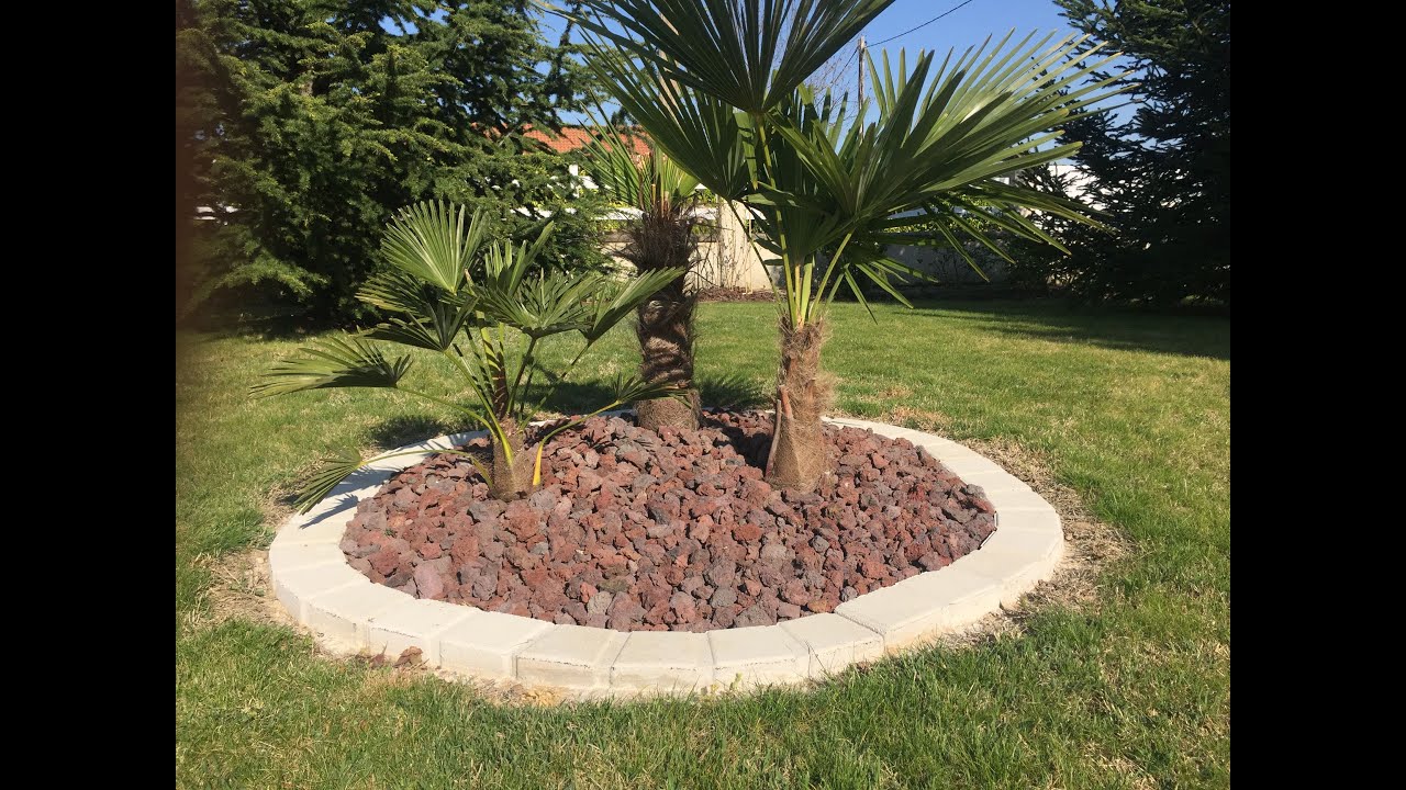Palmiers mousquetaires trachycarpus wagneranius et fortunei