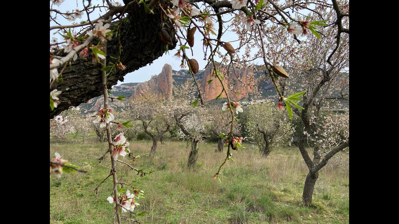2024 02 21  Almandros en flor y Sanctuario de la Virgen de la Peña de Aniés